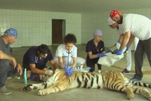Baghera, tigroaica de la Zoo Galaţi, suferă de gastrită ulcerativă
