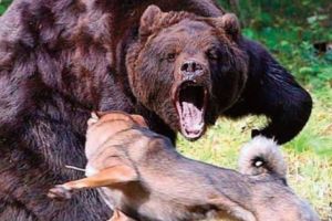 Cu urşii NU MAI MERGE să scriem basme!