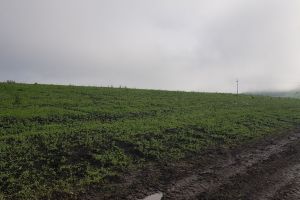 Un sistem antigrindină unicat în România, montat între Lechinţa şi Matei pe o plantaţie de zmeur (FOTO)