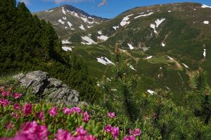 În Munţii Rodnei au înflorit bujorii de munte. Imagini spectaculoase (FOTO)