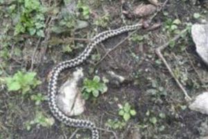 Copil de doi ani, muşcat de şarpe. A ajuns la spital abia după 12 ore