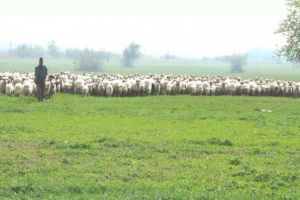 O noua rasa romaneasca de oi va putea fi omologata luna viitoare. Ce nume ar putea purta noua rasa