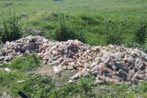 O cantitate impresionată de cornuri din programul ”Cornul şi Laptele”,  au fost aruncate pe malul râului Mureş