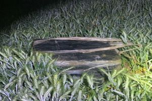 FOTO& VIDEO! Focuri de armă în judeţul Botoşani pentru prinderea unor contrabandişti. Au abandonat mai multe colete cu ţigări într-un lan cu grâu