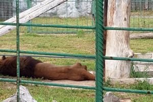 Ne enervează: Unul dintre leii de la Grădina Zoologică Oradea este atât de slab încât i se văd coastele