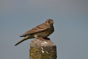 Cate ciocarlii urmeaza sa fie vanate in noul sezon, cu aprobarea Ministerului Apelor si Padurilor. Evolutia cifrelor