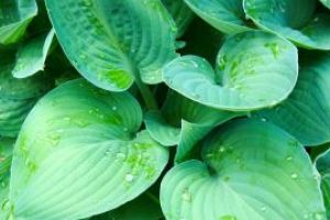 Peste 500 de specii de plante au disparut in ultimii 250 de ani