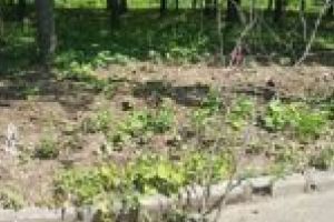 Lacu Sarat si “miracolul” verde din canalizare