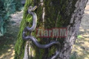 O tanara mama din Chiuzbaia a fost atacata de sarpele lui Esculap. Baietelul acesteia a descoperit reptila (VIDEO)