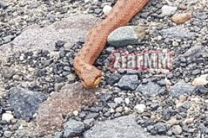 Invazia reptilelor! Sarpele de alun intalnit de doi baimareni la Usturoiu si Tautii Magheraus. Vezi aici, ce faci cand te musca sarpele de alun (VIDEO)