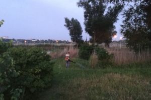 Primaria Municipiului Constanta continua actiunile de dezinsectie. In ce zone se actioneaza (galerie foto)