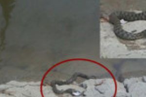 O vacanta se putea termina tragic pentru un brailean de 43 de ani. A fost muscat de un sarpe la cascada Bigar