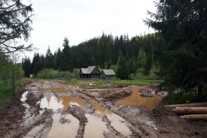 Amenzi în Apuseni: Tăietorii de lemne din Padiş, sancţionaţi de Garda de Mediu cu 15.000 de lei