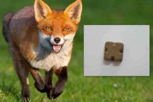 7-21 iunie: Campanie de vaccinare antirabică a vulpilor, prin distribuţia aeriană şi manuală a momelilor, în Alba