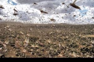 Fermierii din Sardinia calcă pe un „covor” viu de 2.500 de hectare. De 70 de ani n-au mai văzut aşa ceva