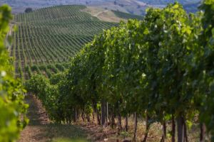 O podgorie din Alba între producătorii care şi-au prezentat vinurile la o misiune de promovare în Republica Slovacă şi Republica Cehă