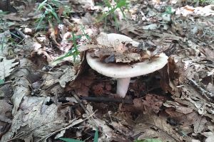 În pădurile din Dâmboviţa au apărut ciupercile. Toate pot fi mâncate… Unele o singură dată