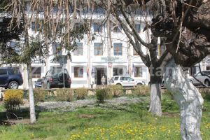 O noua achizitie de arbori facuta de Consiliul Judetean Constanta