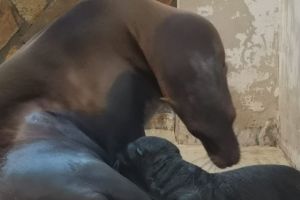 Un nou membru in familia Delfinariului din Constanta! (video)