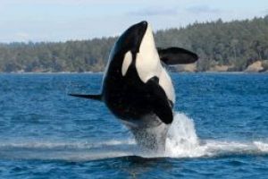 Canada a adoptat un proiect de lege ce interzice cresterea balenelor si delfinilor in captivitate