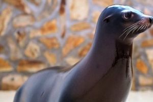 Primul leu de mare născut la Delfinariul din Constanţa