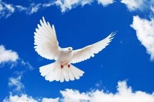 21 septembrie – Ziua Internaţională a Păcii. Porumbei, cocori, steaguri şi pipe, simboluri ale păcii