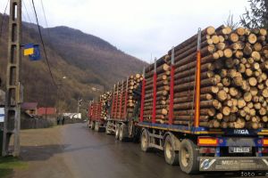 Hoţi de lemne prinşi pe Valea Oltului – Au luat 3.000 de lei amendă