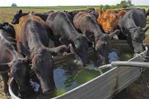 DSVSA Alba: Măsuri pe care trebuie să le respecte crescătorii şi deţinătorii de animale în perioadele cu temperaturi ridicate