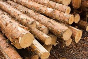 Material lemnos confiscat de la un bărbat din Hodac