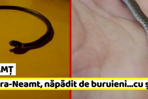 NEAMȚ: Șerpii au început să-şi facă adăpost în zonele cu iarbă netunsă, la Piatra-Neamţ