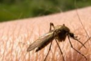 V-aţi săturat de muşcăturile de ţânţari? Începe dezinsecţia aeriană, la Timişoara