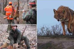 Șacalul auriu, „distrugătorul universal“, o prezenţă tot mai remarcată în judeţul Alba. Cum afectează fauna sălbatică şi gospodăriile oamenilor