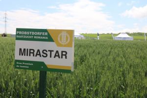 Ziua Grâului 2019. Probstdorfer Saatzucht, ofertă pentru fermierii ardeleni