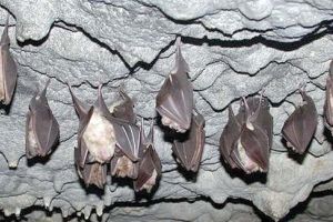 Agentia de Mediu Valcea a rezolvat toate problemele judetului si acum e ingrijorata de… lilieci!