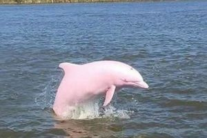 Straniul delfin roz de apă dulce