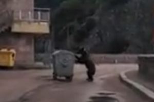 VIDEO – Ursul fură un CONTAINER de GUNOI la VIDRARU