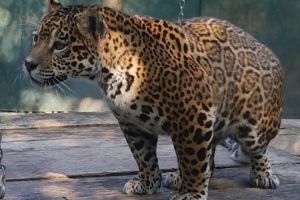 Un pui de jaguar, noul locatar de la Zoo Braşov