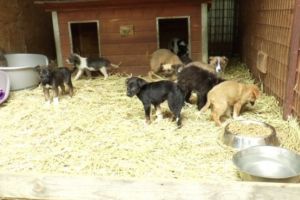 REPORTAJ VIDEO. Adoptă un câine de la adăpostul de la Bucov şi vei câştiga cel mai bun prieten!