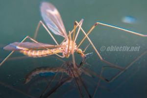 Feteşti: Dezinsecţie în toate cartierele oraşului în acest weekend