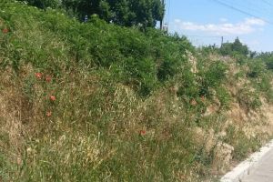 AMBROZIA poate provoca ALERGII GRAVE! Ce măsuri trebuie să ia autorităţile