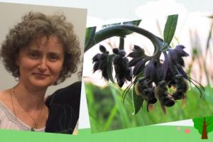 Seminar 3 “Apiterapie altfel”