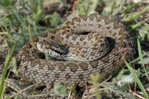 Atentie la vipere! 6 persoane au ajuns la UPU Baia Mare in 2018