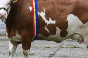 Ziua Naţională a Bălţatei tip Simmental, la Târgu-Mureş