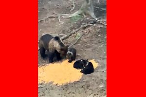 VIDEO. Imaginile zilei! Ursoaică cu trei pui surprinsă în judeţul Satu Mare