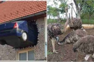 FOTO/VIDEO: Bărbatul din Teiuş care şi-a zidit Loganul în peretele casei şi-a transformat gospodăria într-o mică grădină zoologică: 2 struţi africani, 2 păsări Emu şi 5 păuni, cresc lângă găini în gospodăria lui