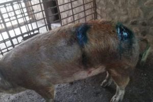 Porc mursecat în coteţ de un urs înfometat!