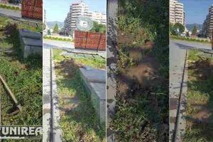 FOTO, VIDEO ȘTIREA TA: Dorel loveşte din nou…cu sapa! Un muncitor care lucra la curăţarea spaţiilor verzi din Parcul Unirii a spart o ţeavă de apă