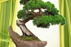 Expoziţie de bonsai, începând de vineri, la Grădina Botanică de la Bucov