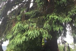 Gropari aflaţi la lucru în cimitir, loviţi de un trăsnet