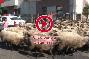 Cu turma de oi printre maşini, pe străzile din Rădăuţi
